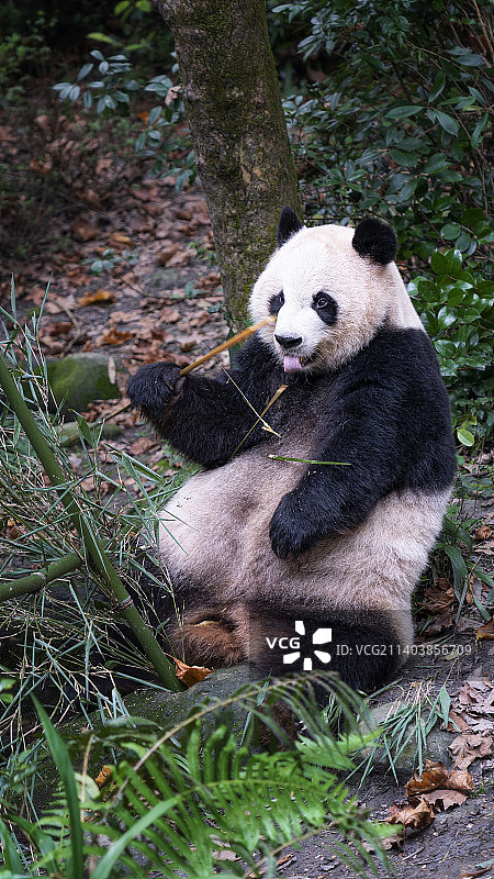2022年国庆节期间，都江堰市熊猫谷景区里正在吃竹子的大熊猫。图片素材