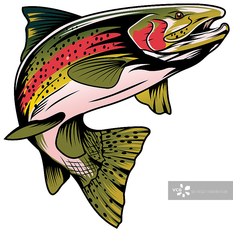 鳟鱼钓鱼模板图片素材