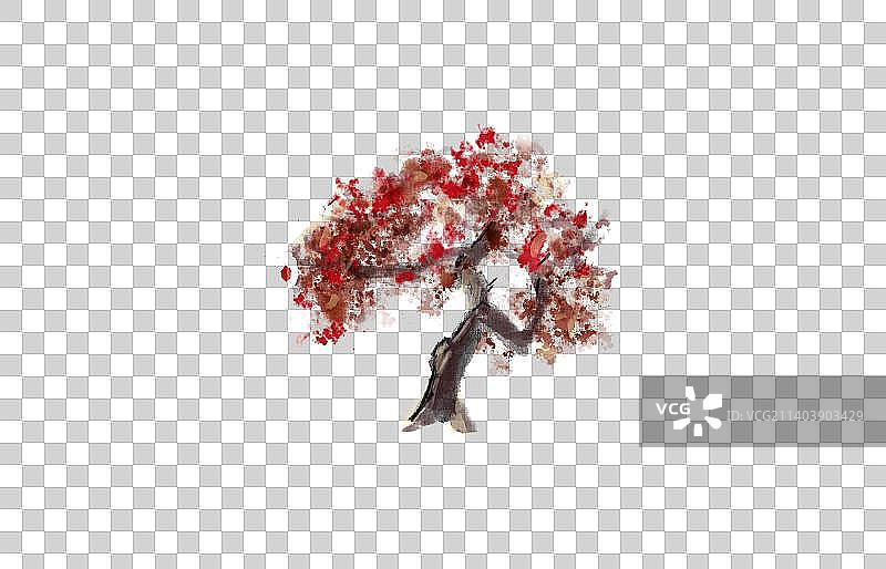 一棵山楂树图片素材