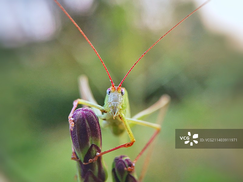 登上枝头图片素材