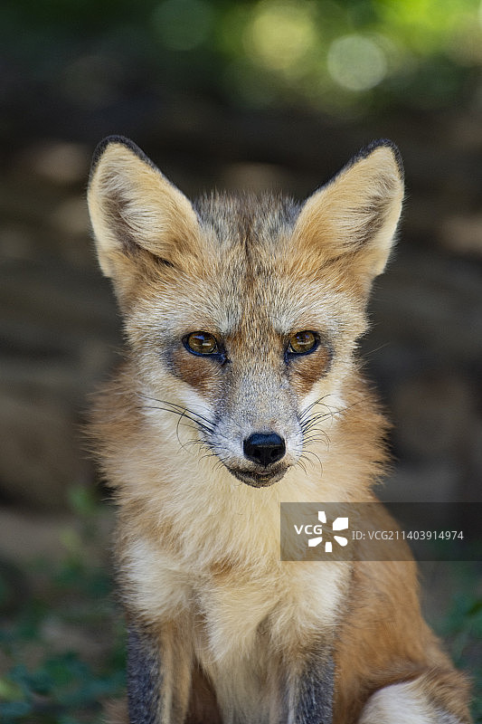 狐狸坐在户外的画像图片素材