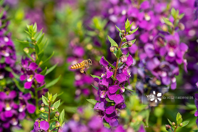 香彩雀图片素材