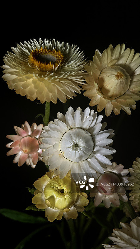 黑色背景下的麦秆菊花朵特写镜头图片素材