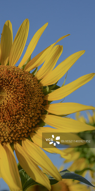 向日葵局部图片素材