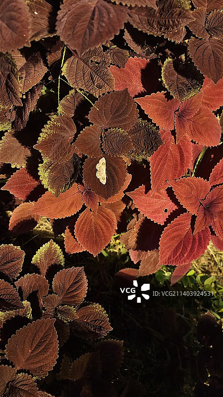 华丽礼服的勋章图片素材