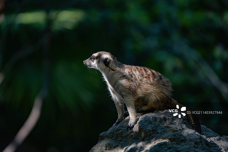 猫鼬坐在岩石上的特写镜头图片素材