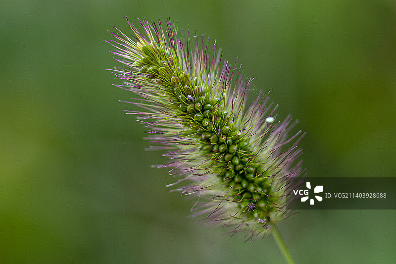 模糊背景下的狗尾草特写镜头图片素材