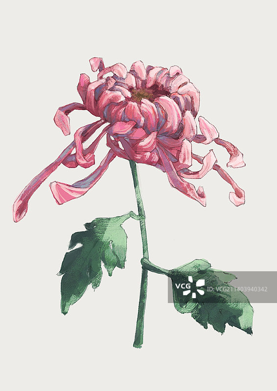 红色菊花图片素材