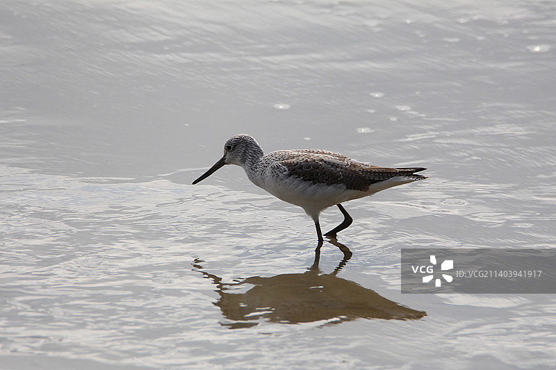 青脚鹬图片素材