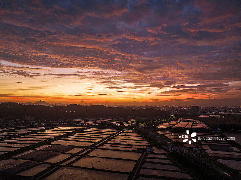 日出的稻田图片素材