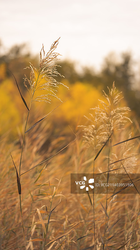 甘肃省张掖市芦水湾图片素材
