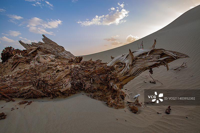 沙漠胡杨图片素材
