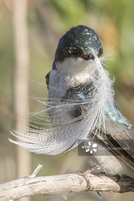 树燕衔着羽毛筑巢特写图片素材