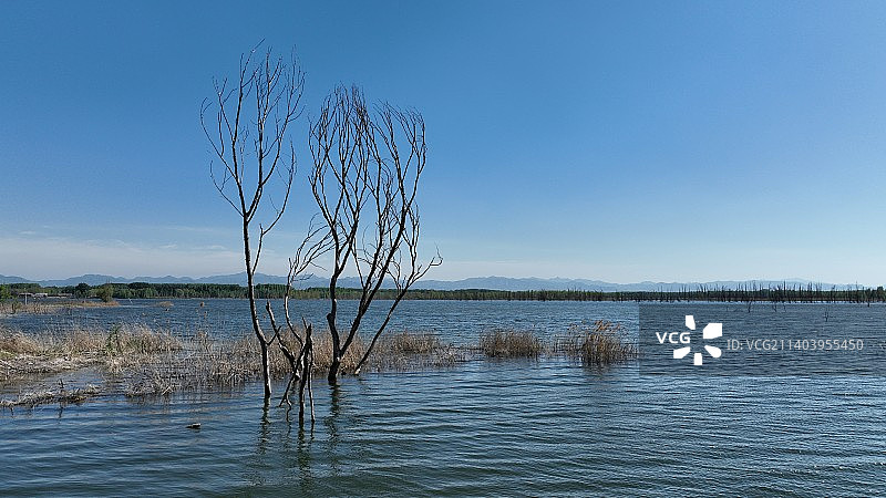 官厅湖水中枯树图片素材