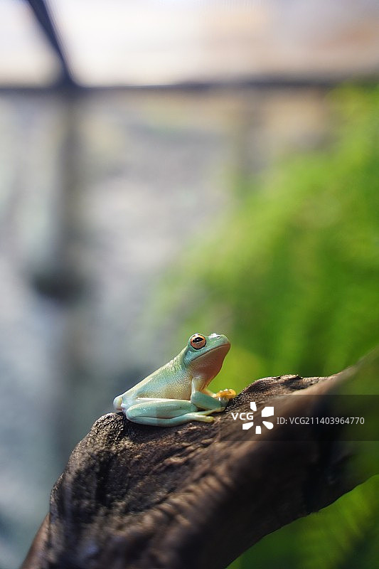树枝上青蛙的特写镜头图片素材