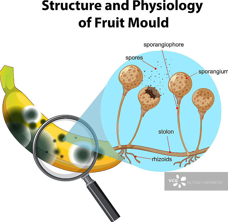 香蕉霉菌的结构和生理图片素材