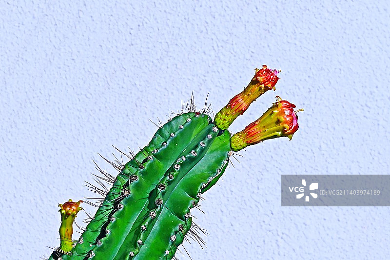 仙人掌花图片素材