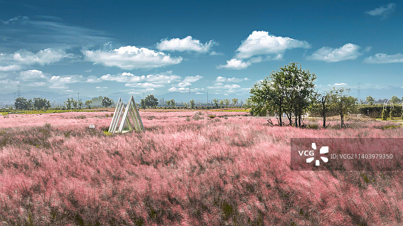 秋日的浦口河岸花海图片素材