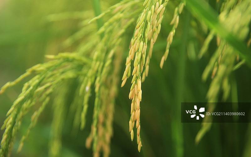 正在结穗的稻子图片素材