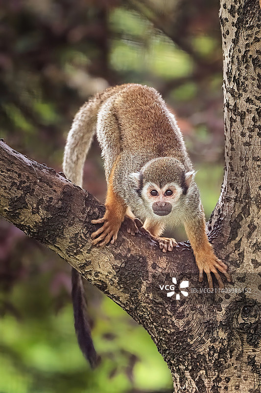 松鼠猴图片素材