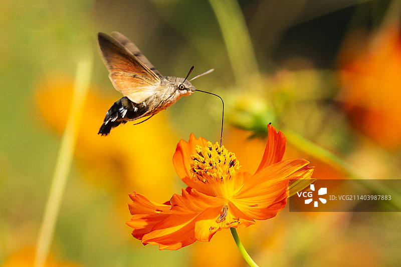 蜂鸟鹰蛾图片素材