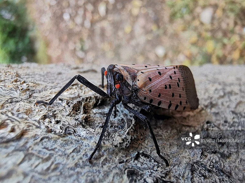 斑衣蜡蝉图片素材