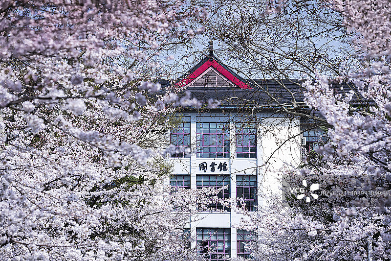 南京林业大学樱花季最美图书馆图片素材