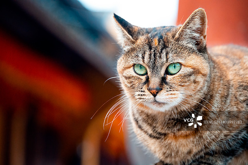 上海龙华寺内一只虎斑猫面部特写图片素材