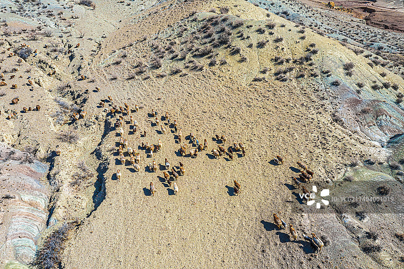 航拍 新疆 天山碱滩上散养 羊群图片素材