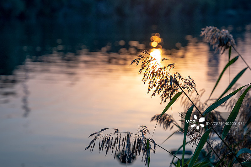 黄昏河边的芦苇荡和水中夕阳倒影图片素材