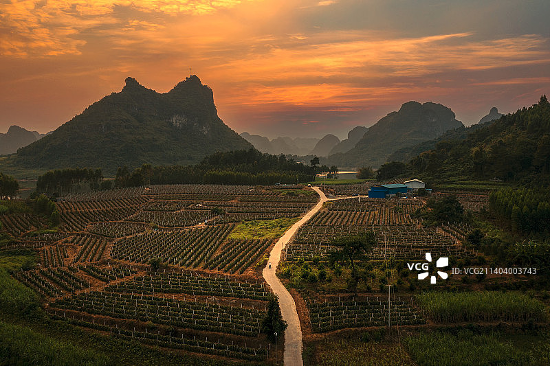 百香果园图片素材