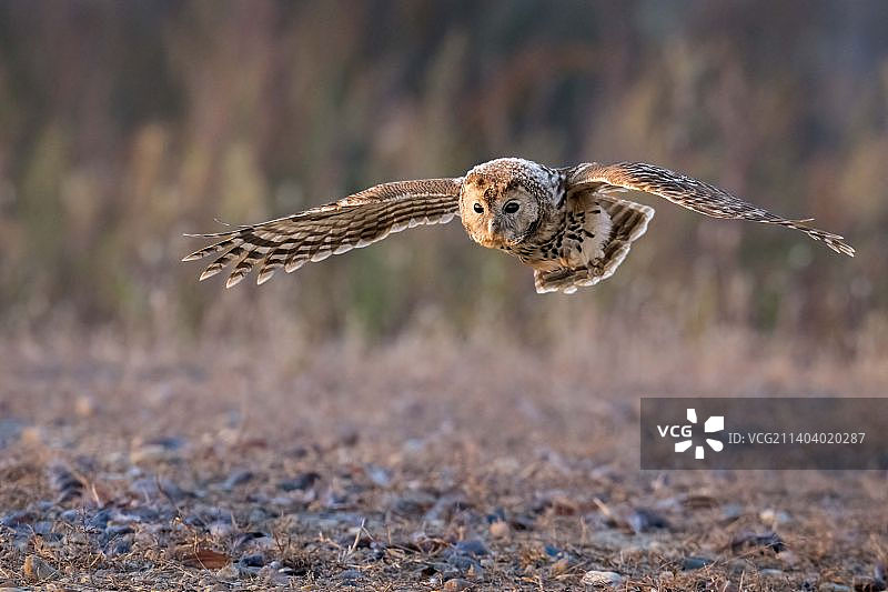 长尾林鸮图片素材