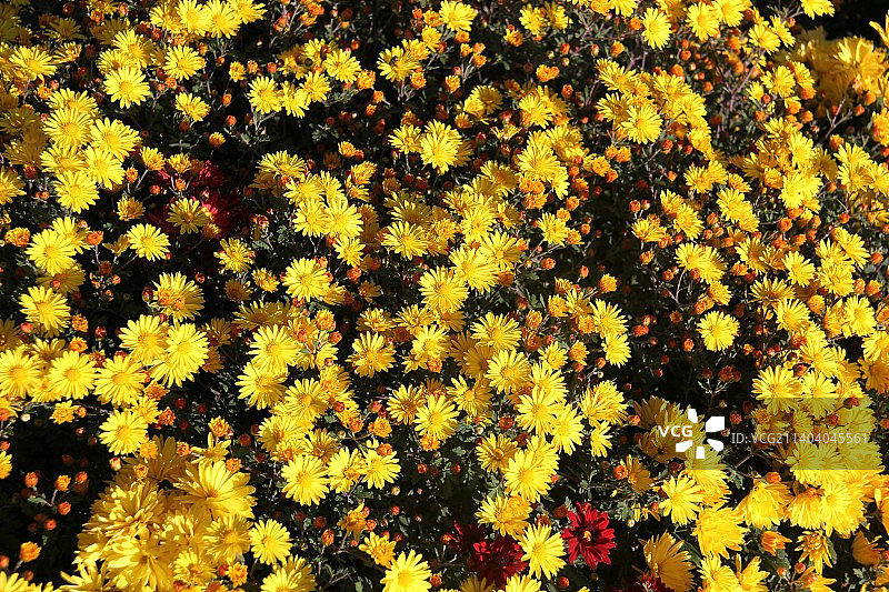 甘肃定西，大碱沟公园，黄色小菊花图片素材