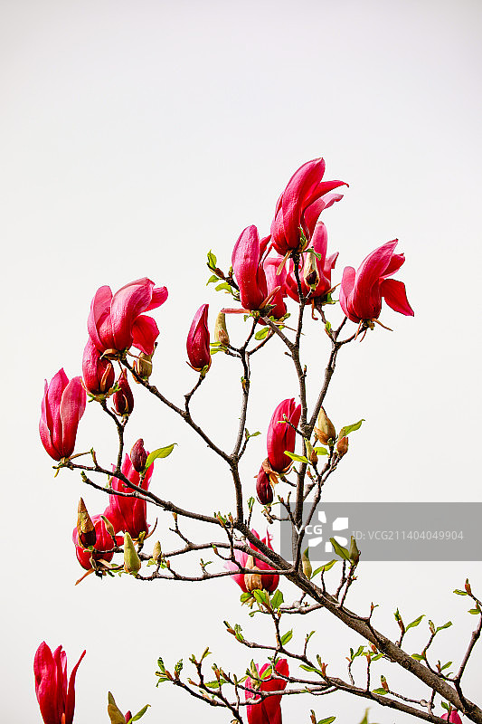 玉兰花图片素材