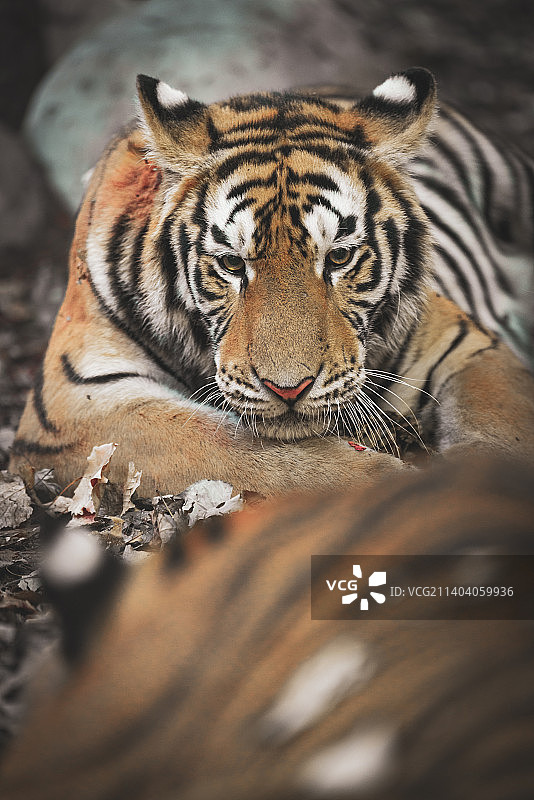 略带忧愁的东北虎图片素材