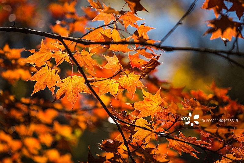 玉渡山秋天红叶图片素材