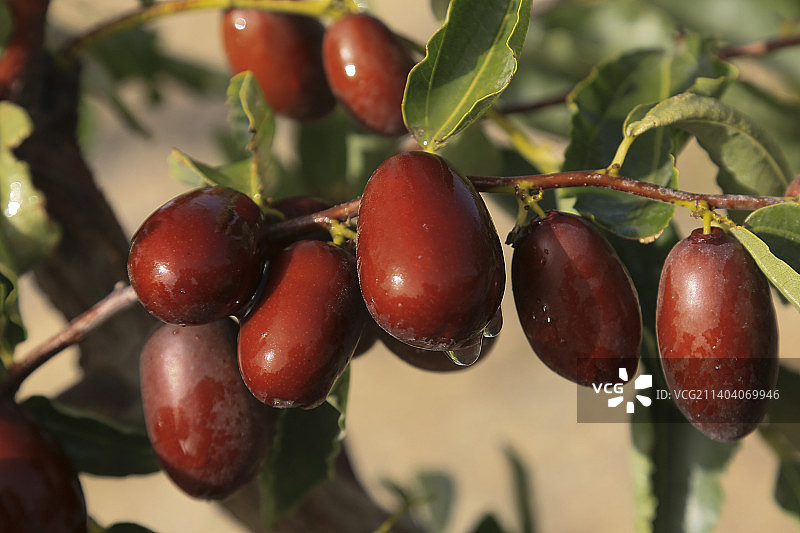 新疆和田若羌阿克苏红枣熟了图片素材