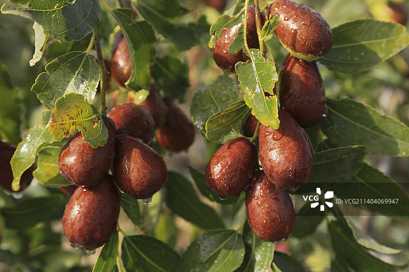 新疆和田若羌阿克苏红枣熟了图片素材