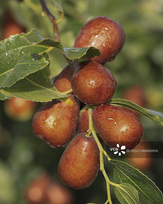 新疆和田若羌阿克苏红枣熟了图片素材