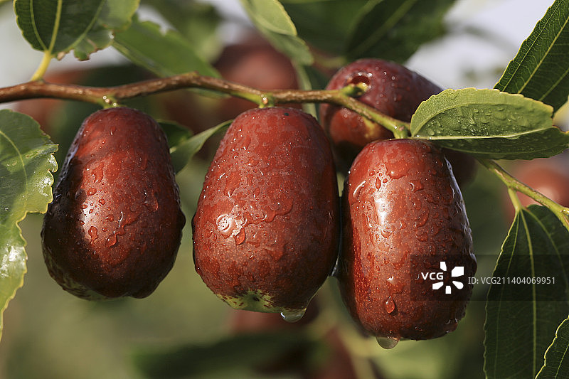 新疆和田若羌阿克苏红枣熟了图片素材