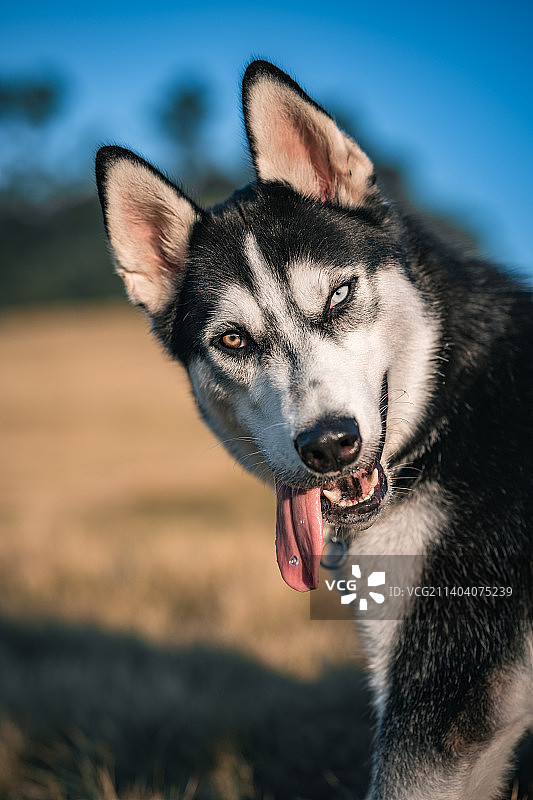 哈士奇图片素材