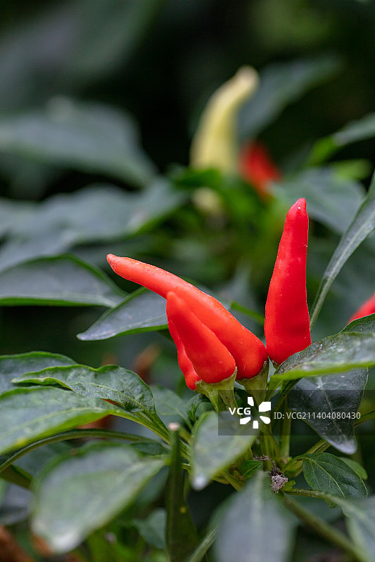 朝天椒，望天椒，小辣椒图片素材
