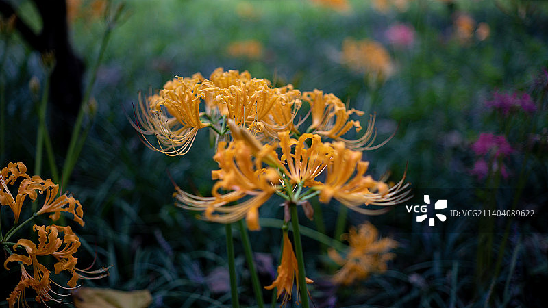 曼珠沙华图片素材