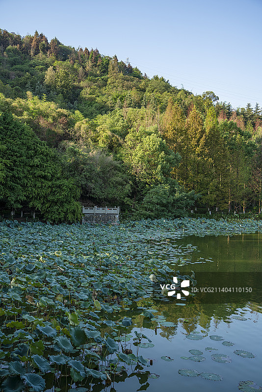 重庆照母山植物园人和水库自然风光美景图片素材