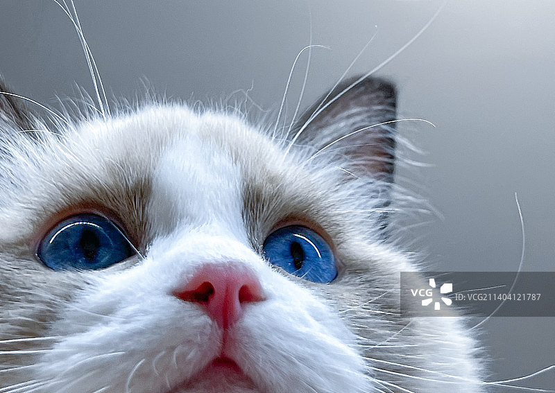蓝色眼睛的布偶猫头部特写图片素材