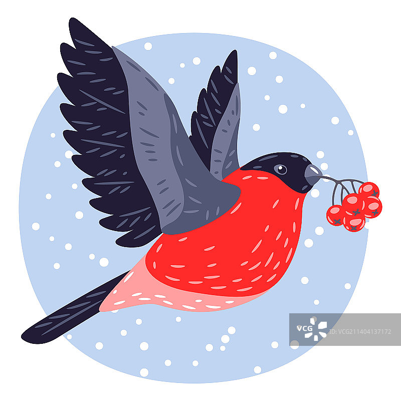 冬季鸟类红腹灰雀和花楸树图片素材