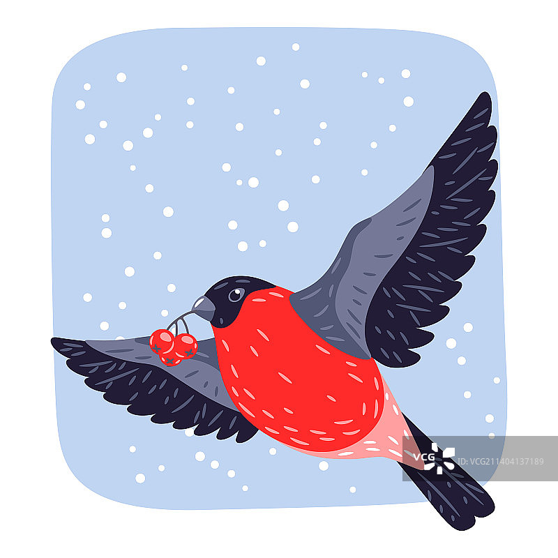 冬季鸟类红腹灰雀和花楸树图片素材