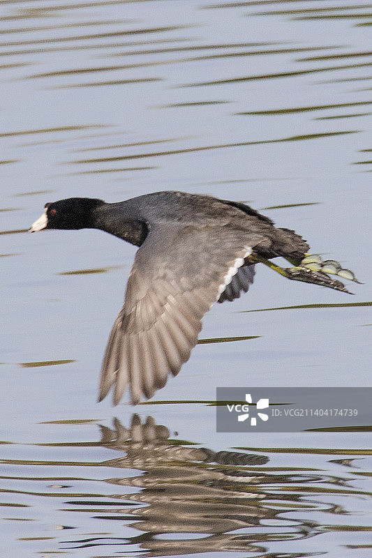 美国骨顶鸡飞翔图片素材