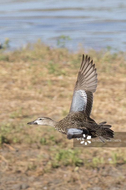 飞行的蓝翅鸭雌鸟图片素材