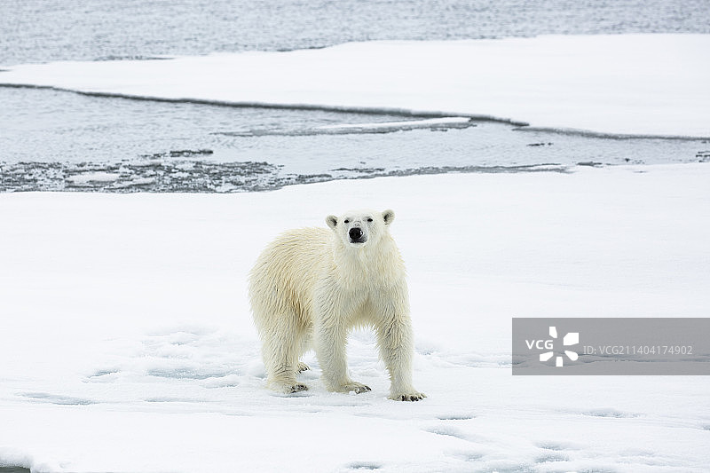 北极熊图片素材
